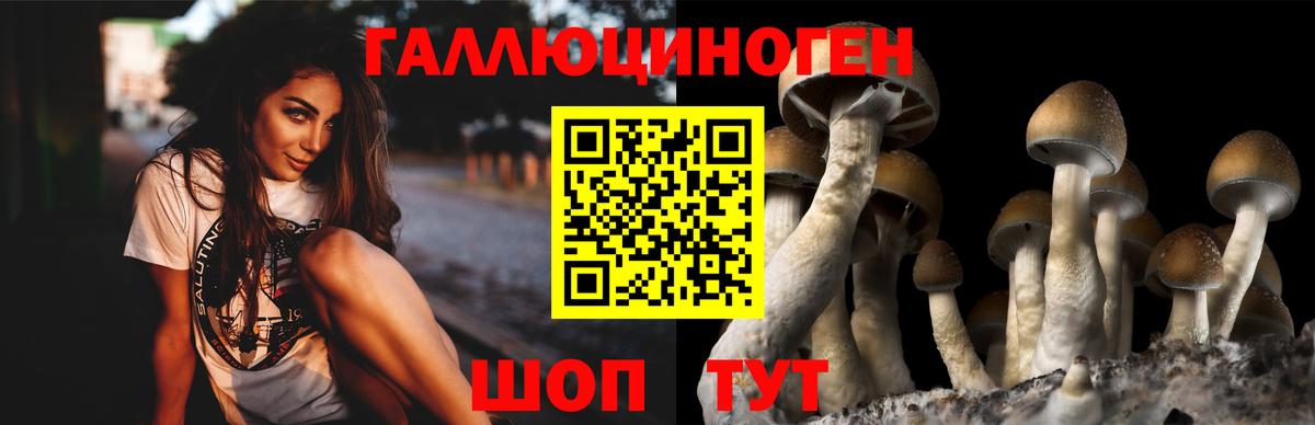 Псилоцибиновые грибы Cubensis Тверь